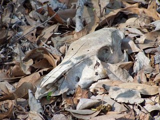 A picture of dead leaves and a skull that I saw while running along a path.