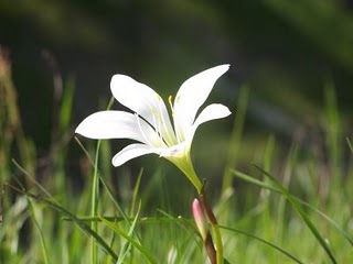 A flower that I saw in the woods as I was jogging, walking and running.