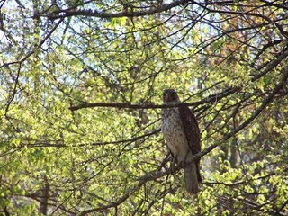 A Hawk in a tree that was seen while exercising.